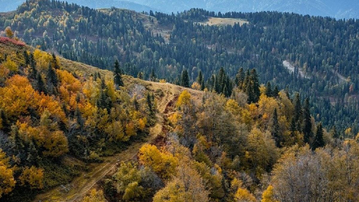 disparuta moarta in parang