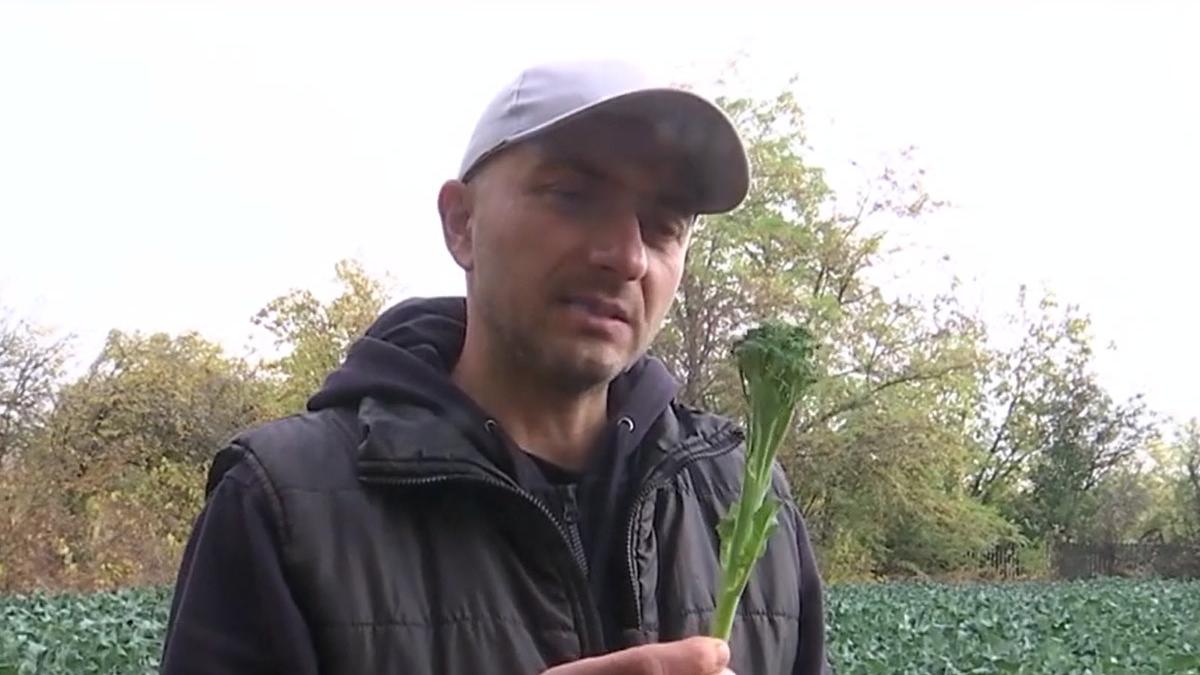 baby broccoli fermier cultura romania daniel toma