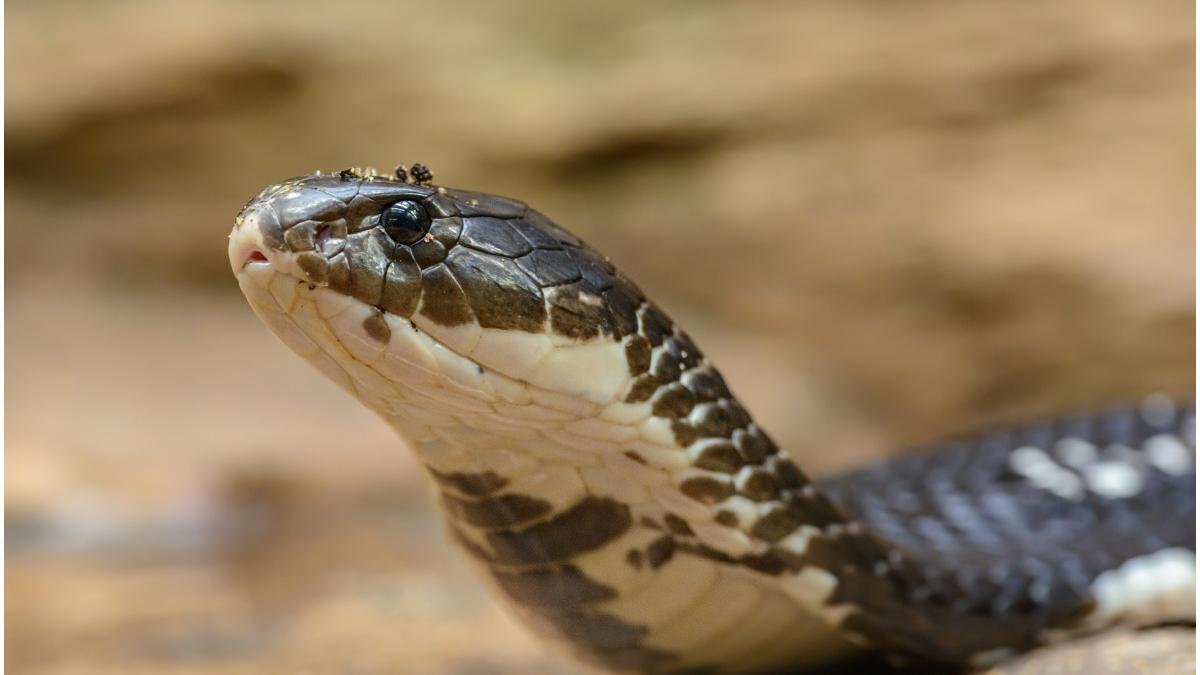 barbat muscatura cobra