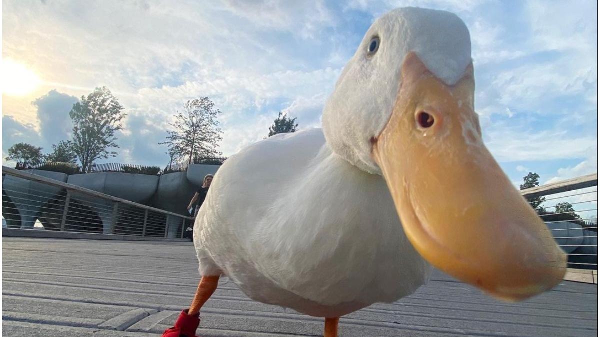 rata a participat maraton new york