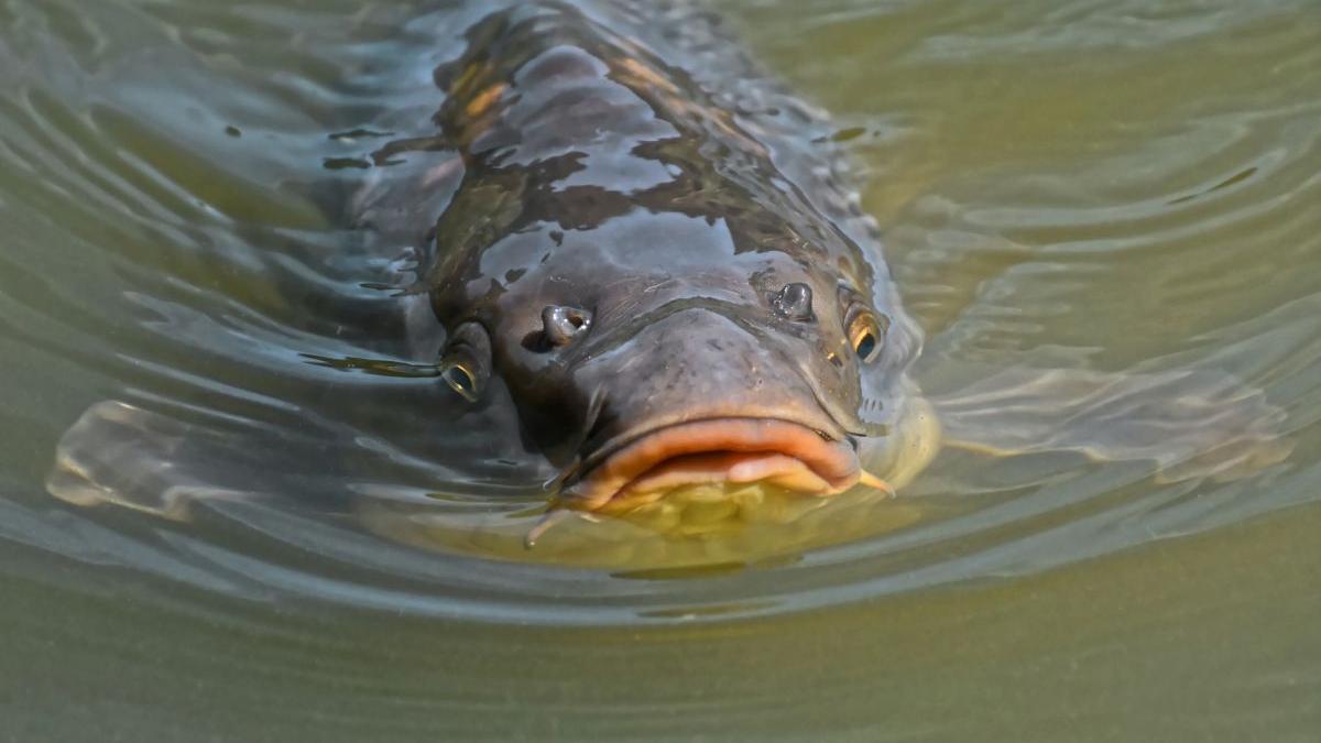 roman peste germania chemnitz marian g