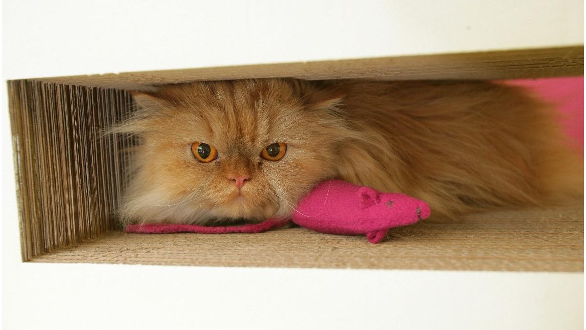 animale companie chinezi infectati covid 19 ucise autoritati