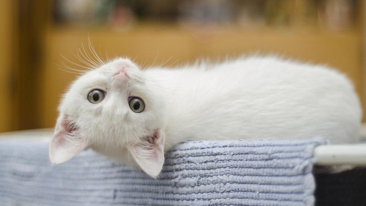 proprietarii de pisici nu se pot ascunde fara ca felinele sa stie creeaza harti mentale