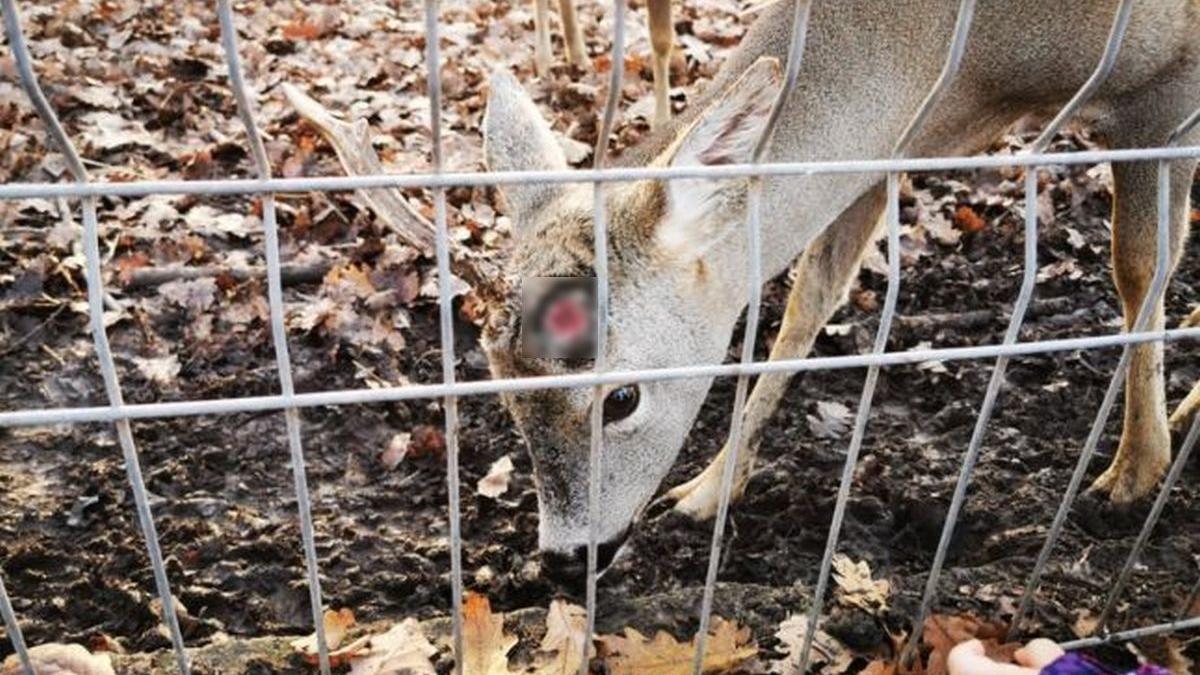 vizitator zoo hunedoara rupere corn caprior trofeu