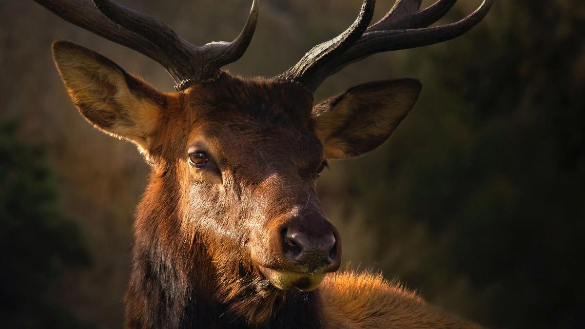 barbat impuscat cerb arad braconaj cinegetic retinut politie