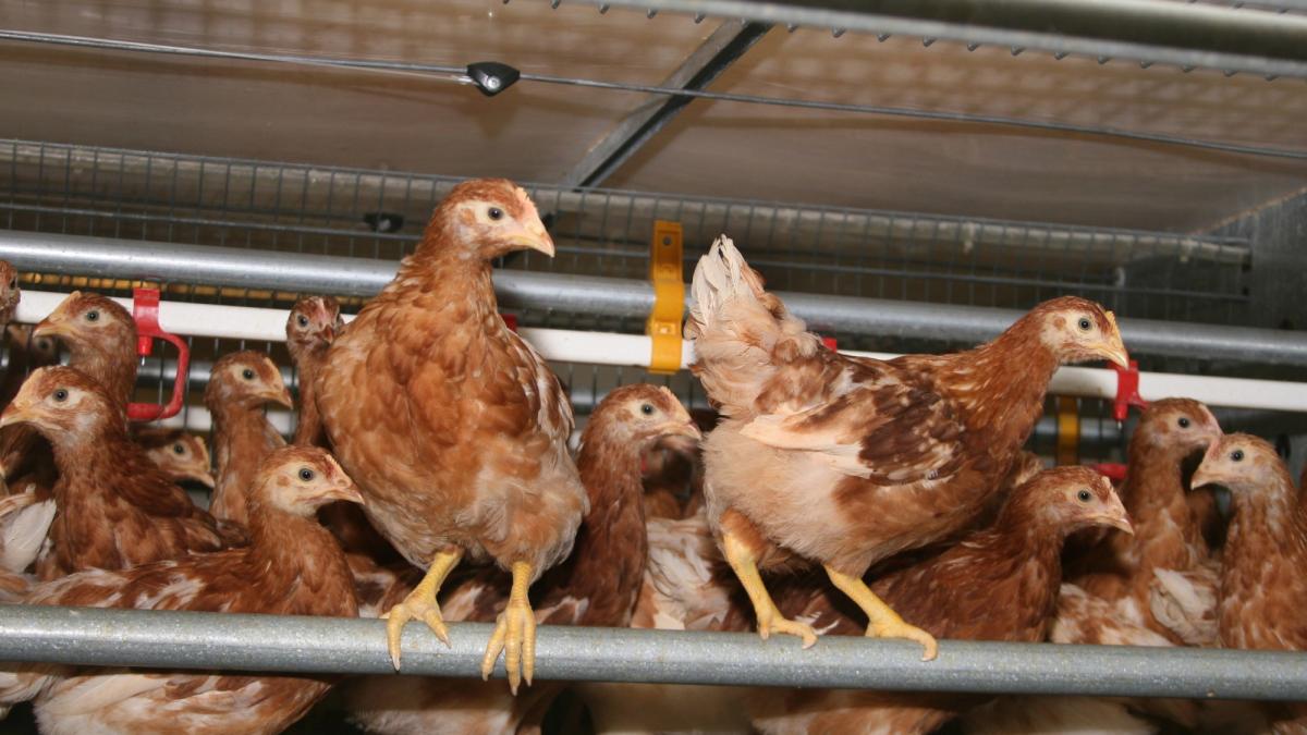 gripa aviara raspandire europa asia industria pasarilor alerta