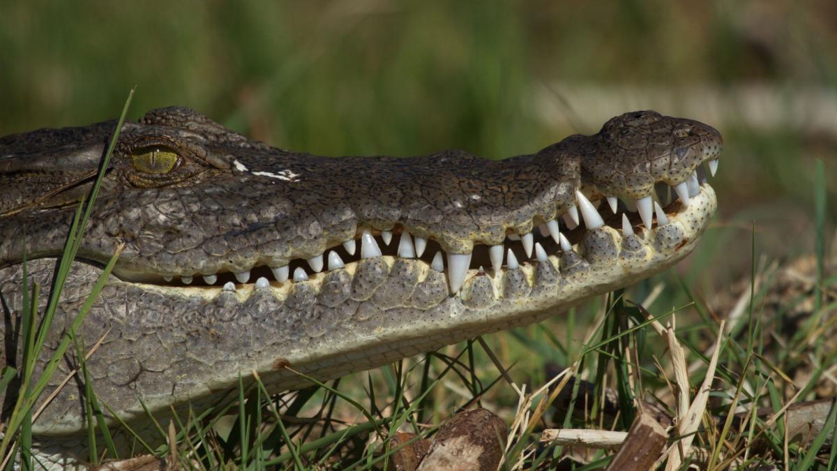 australieni salvati insula pustie izolati crocodil