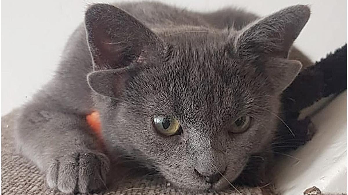 mida pisica patru urechi