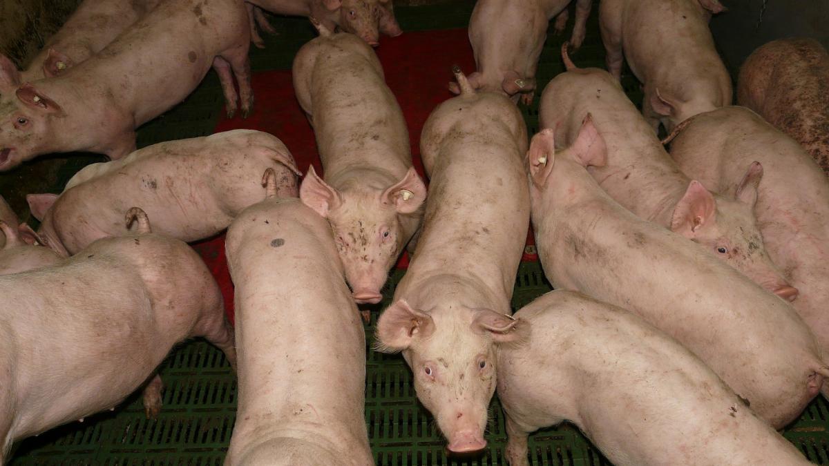 au inceput negocierile de porci in viu speriati de preturile din oras oamenii merg direct la