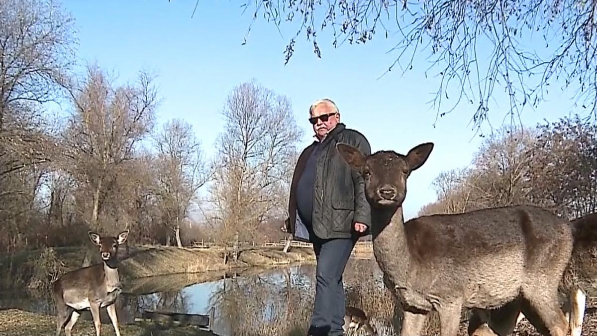 povestea gospodarului din mures care si a tranformat curtea int o ferma de cerbi lopatari