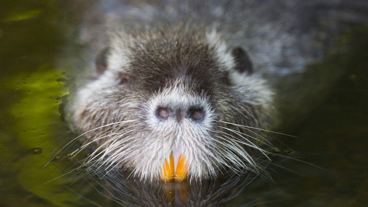 castorii revin in raurile din muntii fagaras dupa mai bine de un secol