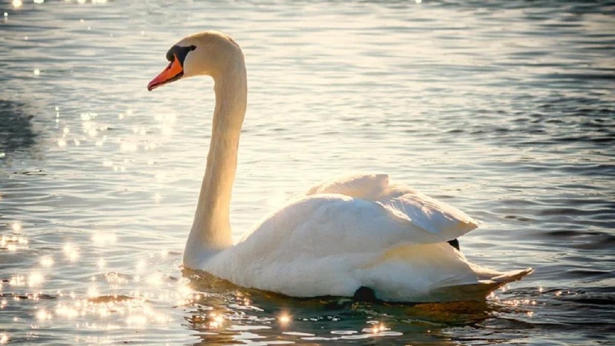 gripa aviara virus h5n1 lebada