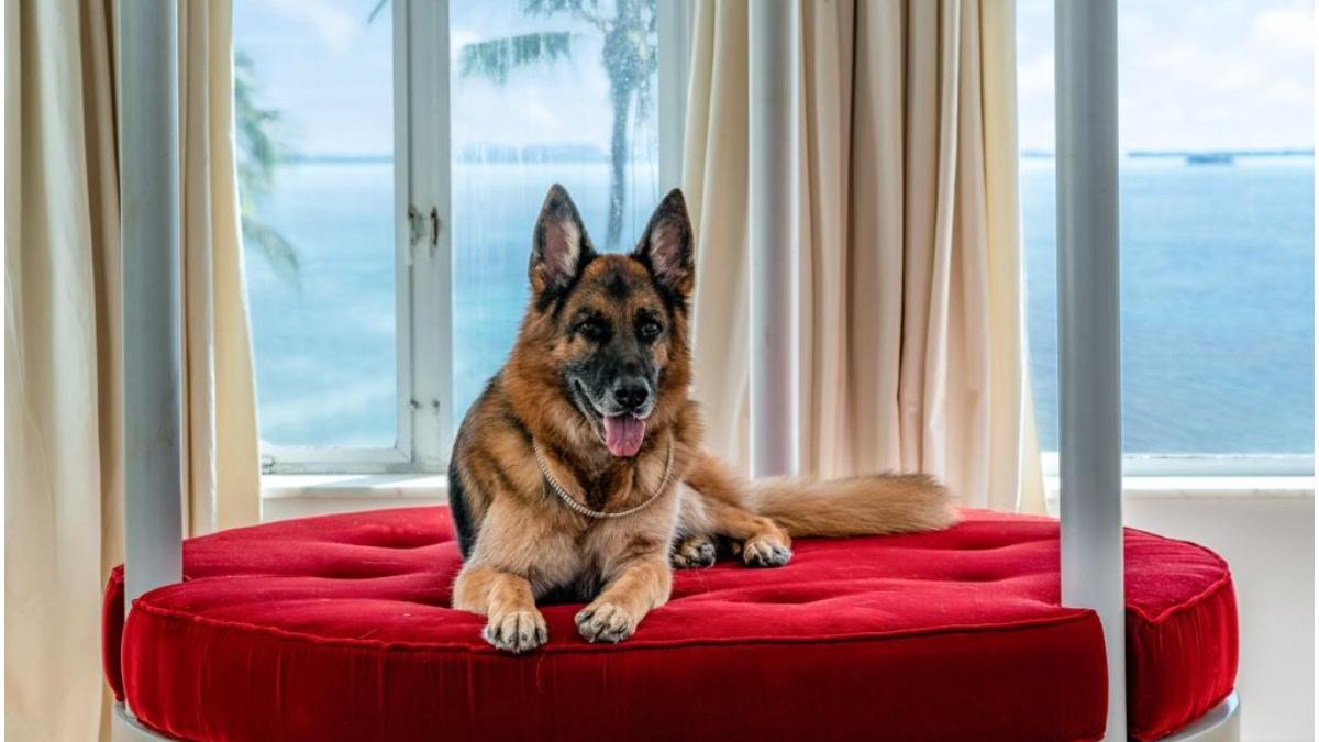 gunther cel mai bogat caine vinde proprietate