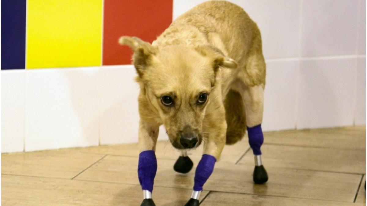 patru labe titan cvadruplu transplant abandonat picioare taiate