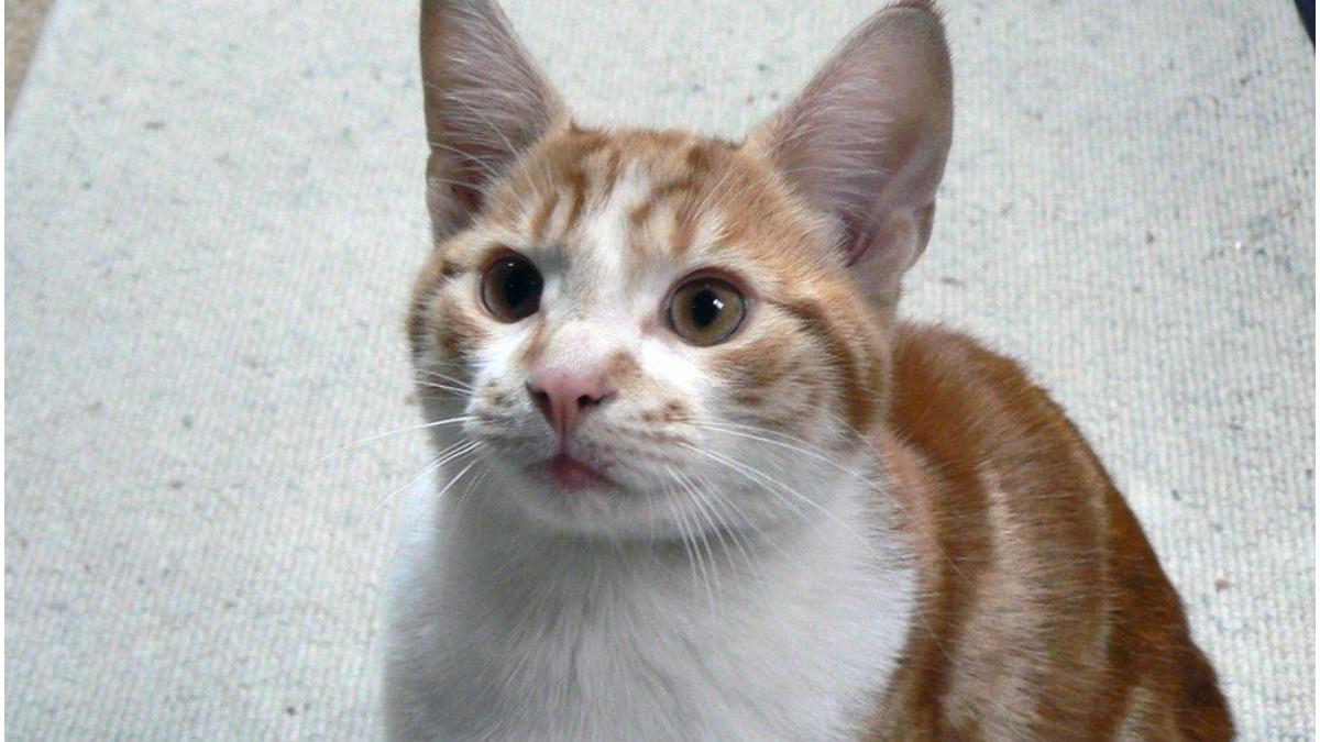 poveste emotionanta pisica reintoarcere zece ani disparitie