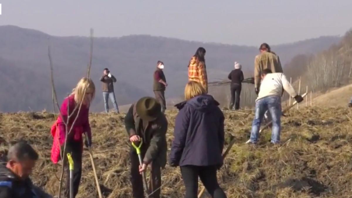 prima padure de nuci din romania plantata pe zece hectare in cel mai poluat oras din tara