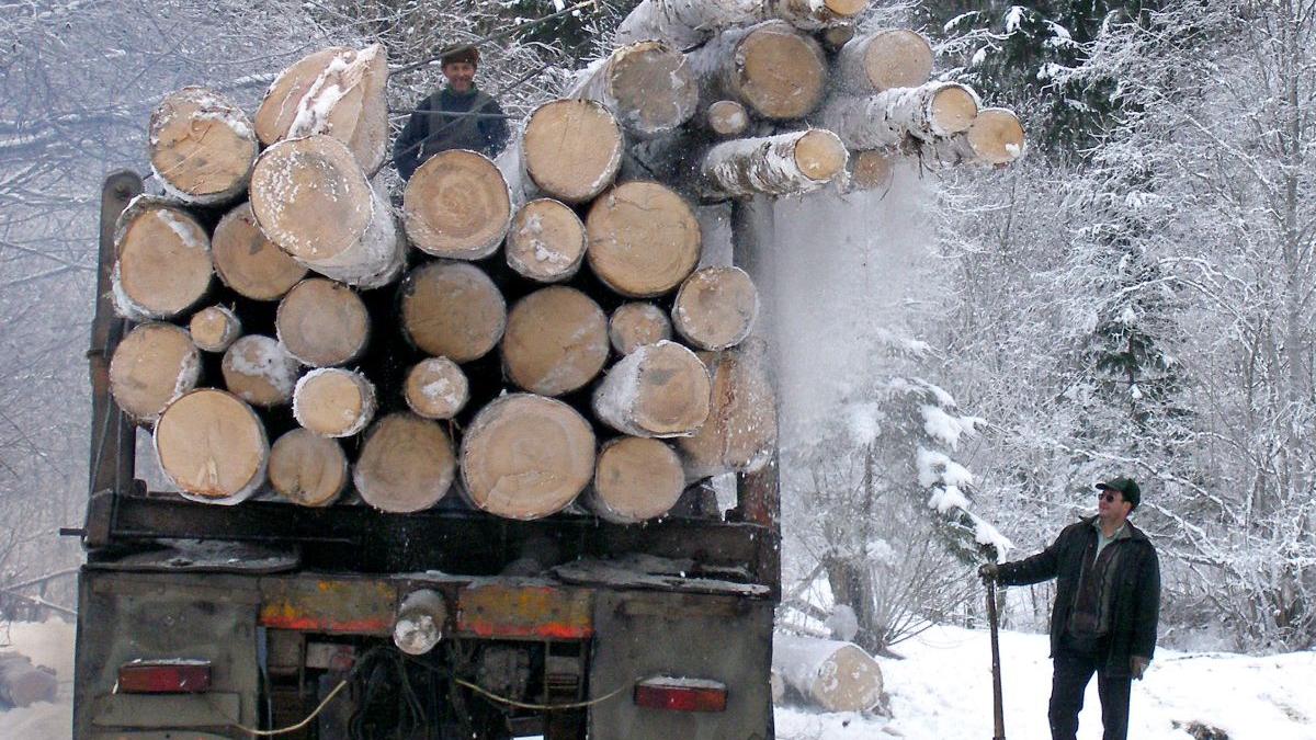 romani fara bani lemne