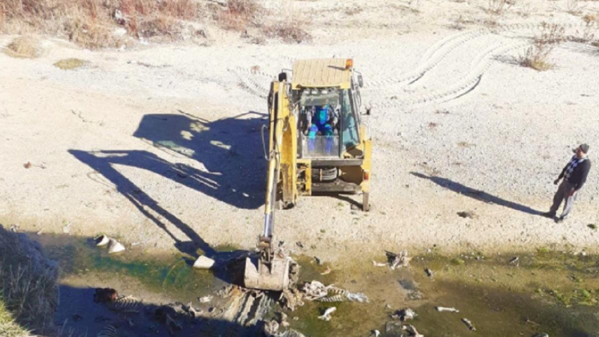 cadavre animale cotmeana arges