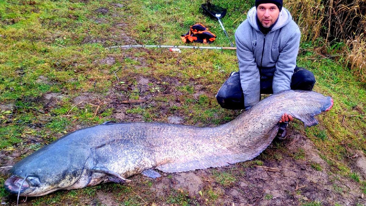 pescar satu mare somn urias 2 metri raul tur