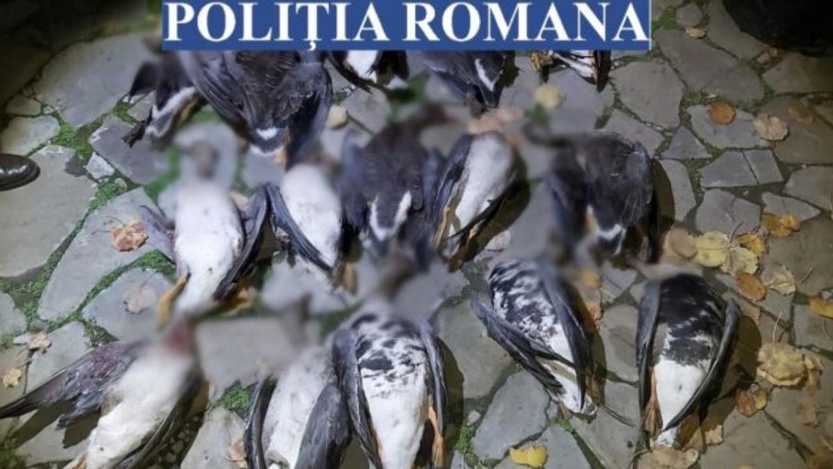 medici politisti si directori de banca din malta prinsi la braconaj in buzau