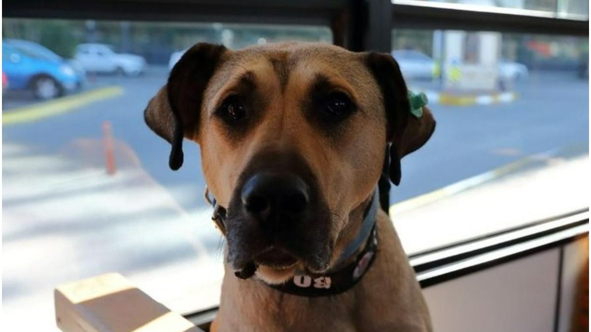 boji caine celebru turcia conspiratie politica usurare autobuz