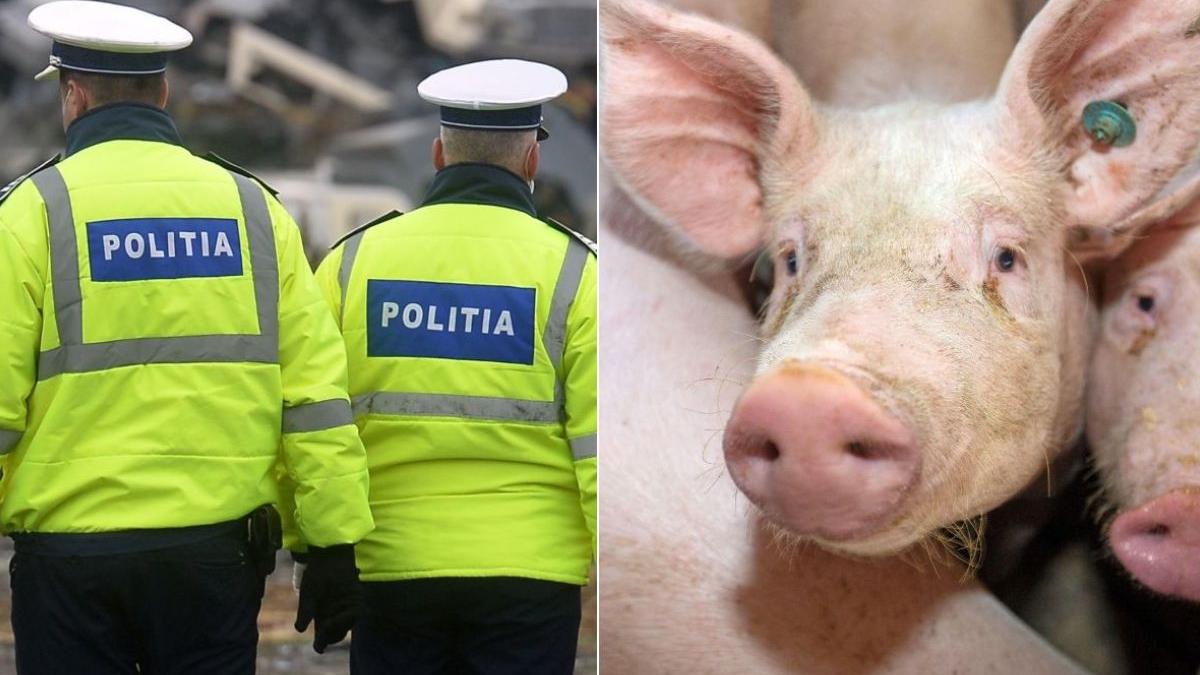 politisti giurgiu cereri porci craciun vechime