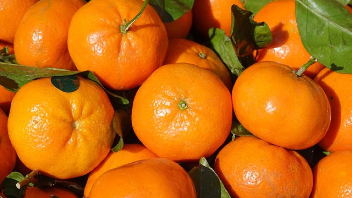 mandarine clementine diferente citrice