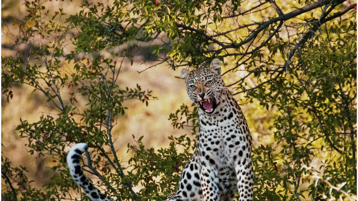mama india s a luptat leopard sa salveze copilul