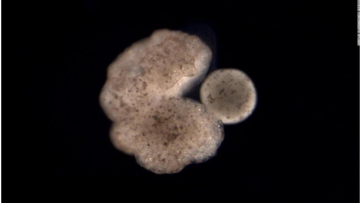 primii roboti vii se pot reproduce