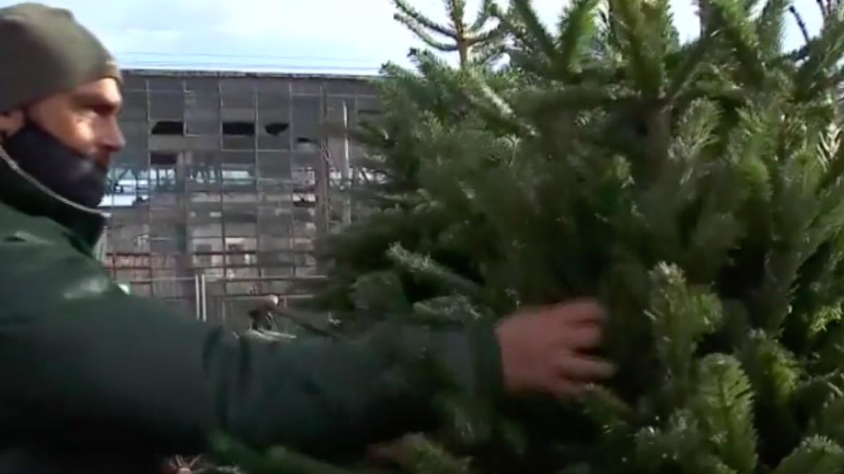 a inceput goana dupa bradul de craciun oferte pe piata brazi taiati si la ghiveci