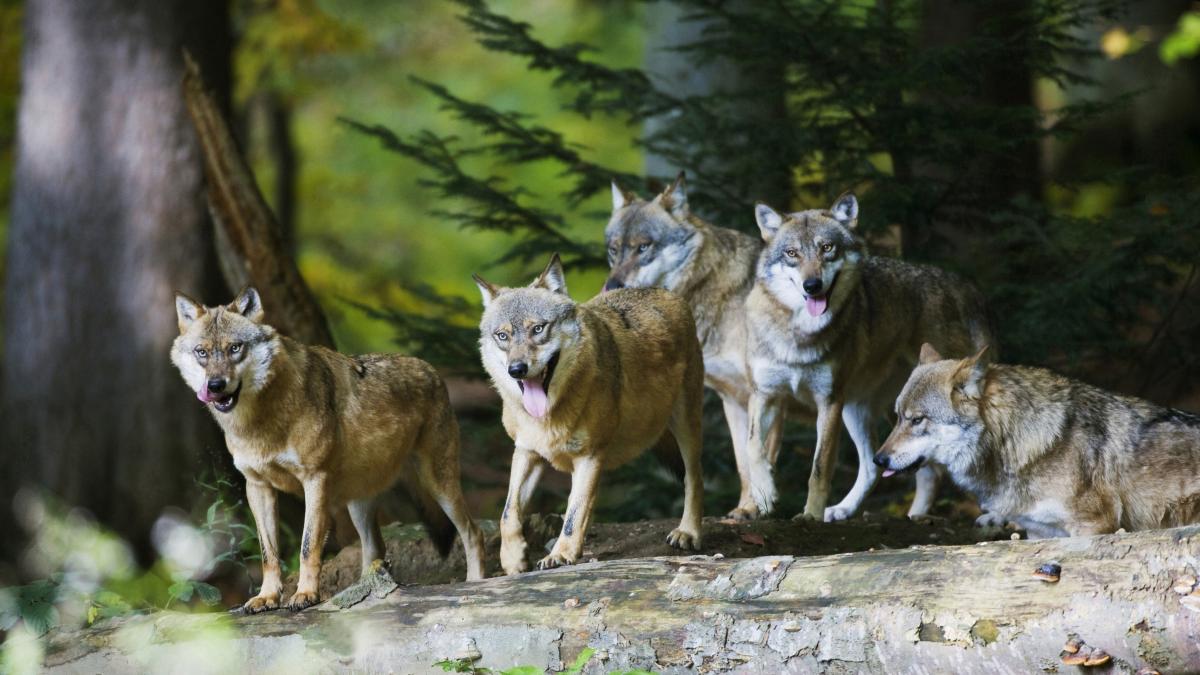 recompensa 26 000 dolari americani informatii caz otravire lupi