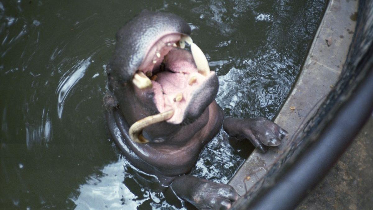 hipopotami hermien imani covid anvers belgia