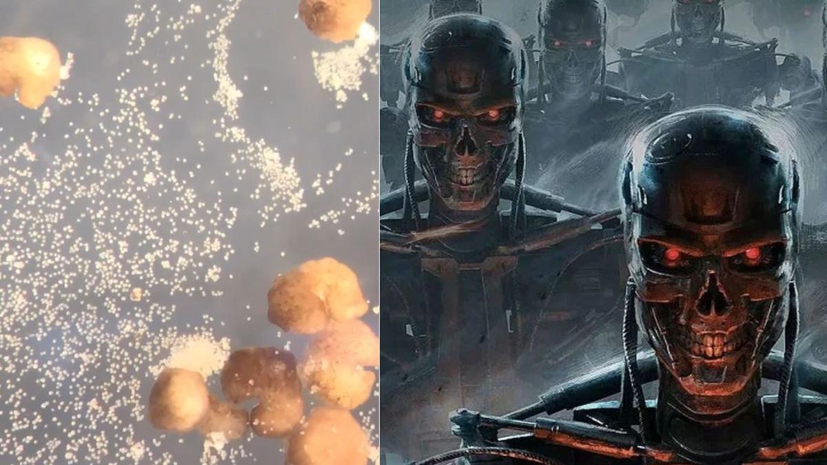 xenoboti josh bongard roboti vii broasca cu gheare celule stem replicare harvard