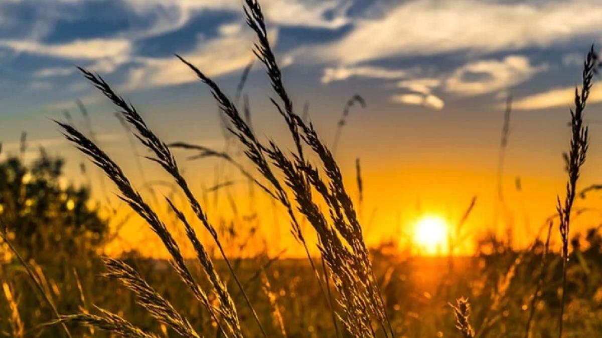 ministrul agriculturii adrian chesnoiu