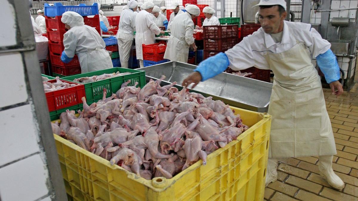 focar gripa aviara granita romania alerta maxima