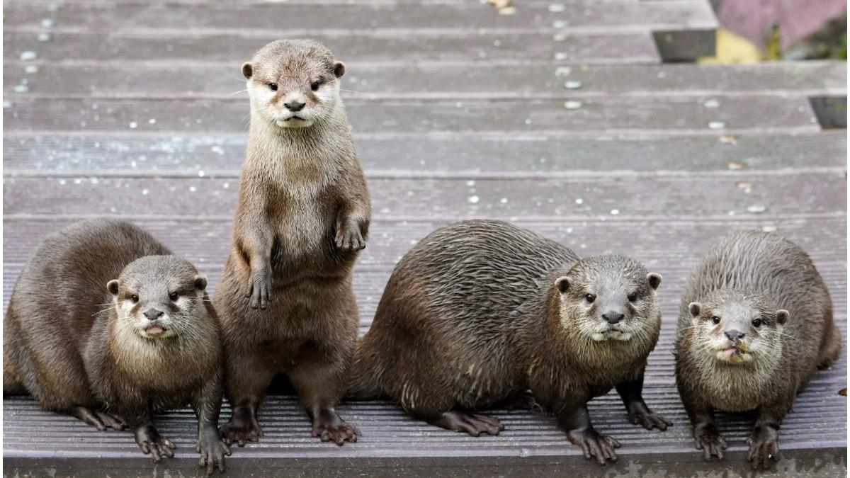 muscat de vidre parc singapore