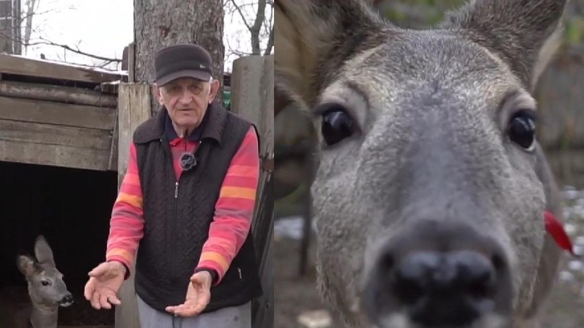 caprioara madalina animal salbatic salvat crescut barbat botosani curte