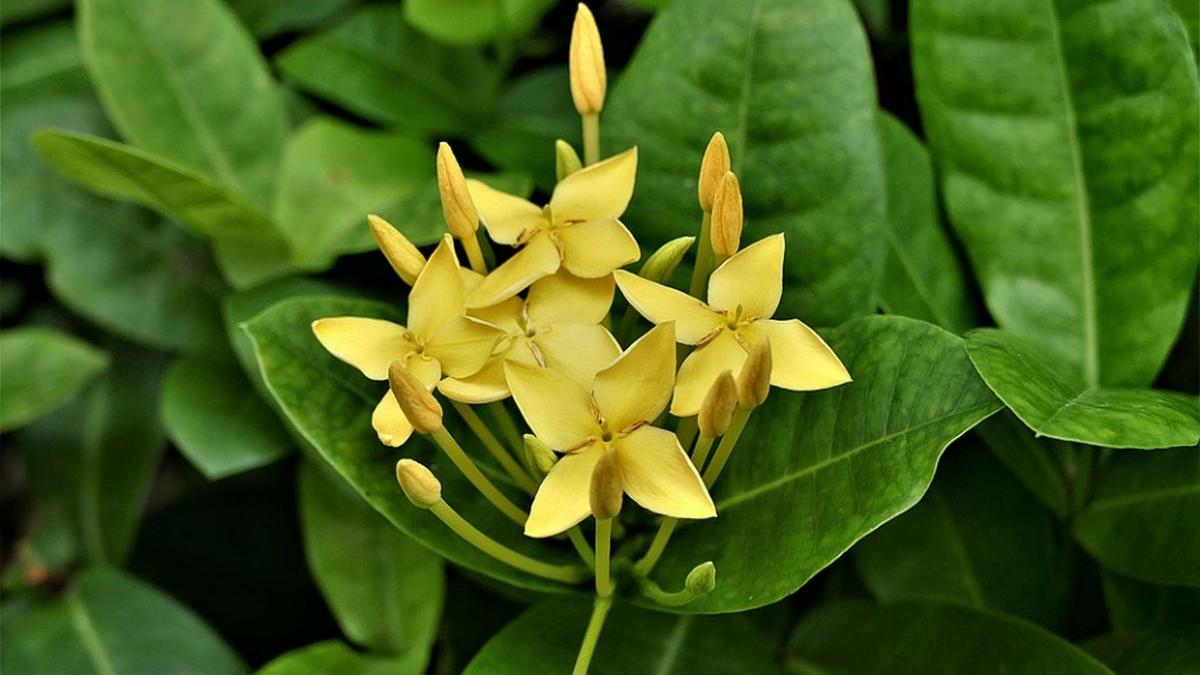 turita mare planta eficienta trateaza orice boala