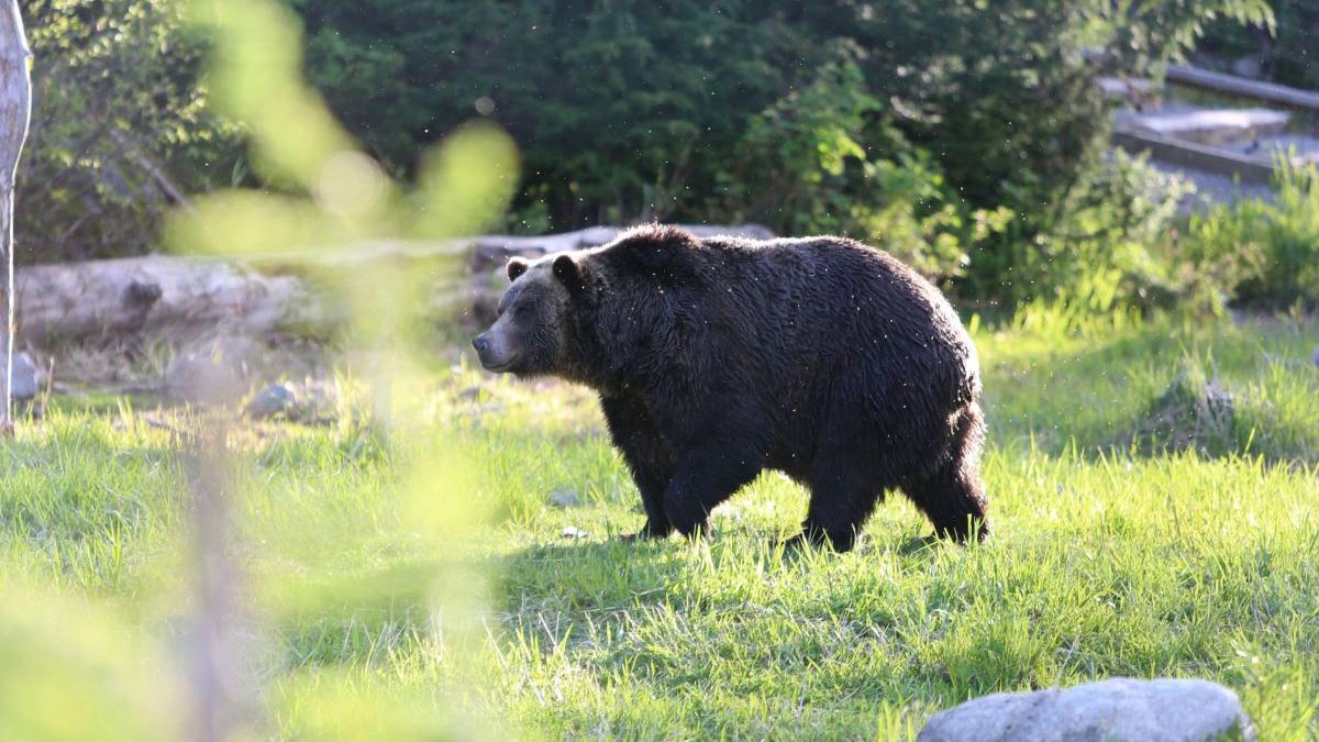 urs ren gonflabil lupta california