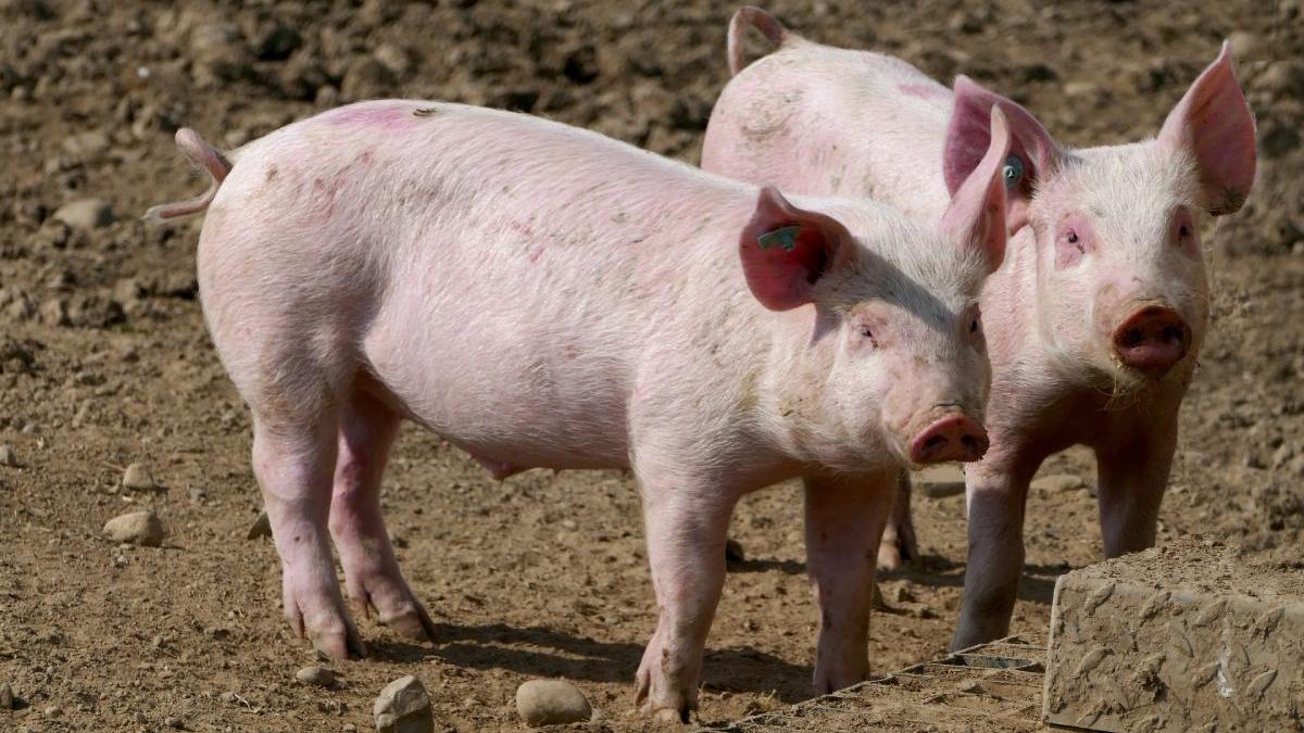 ministrul agriculturii mesaj romani cresc porci gospodarie