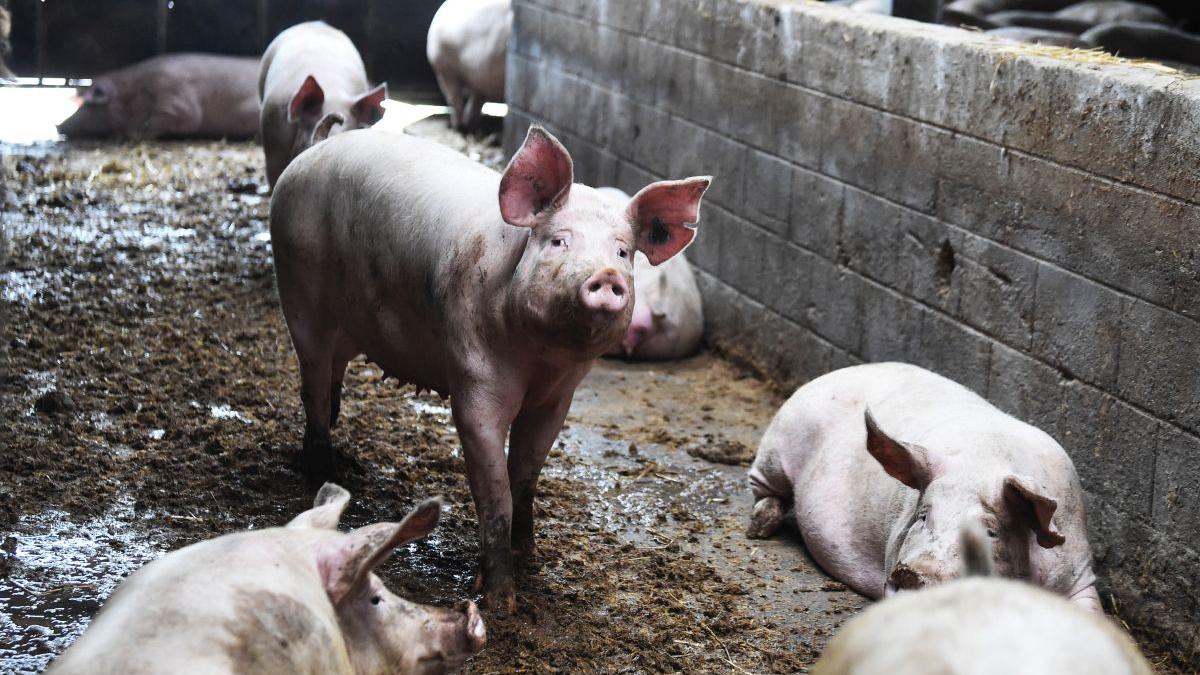 porc taiat casa vecini politie crima holbav brasov