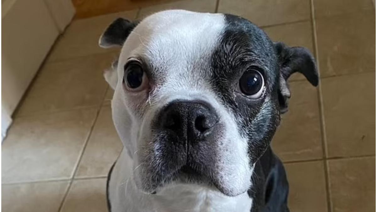 caine erou a salvat viata bebelus