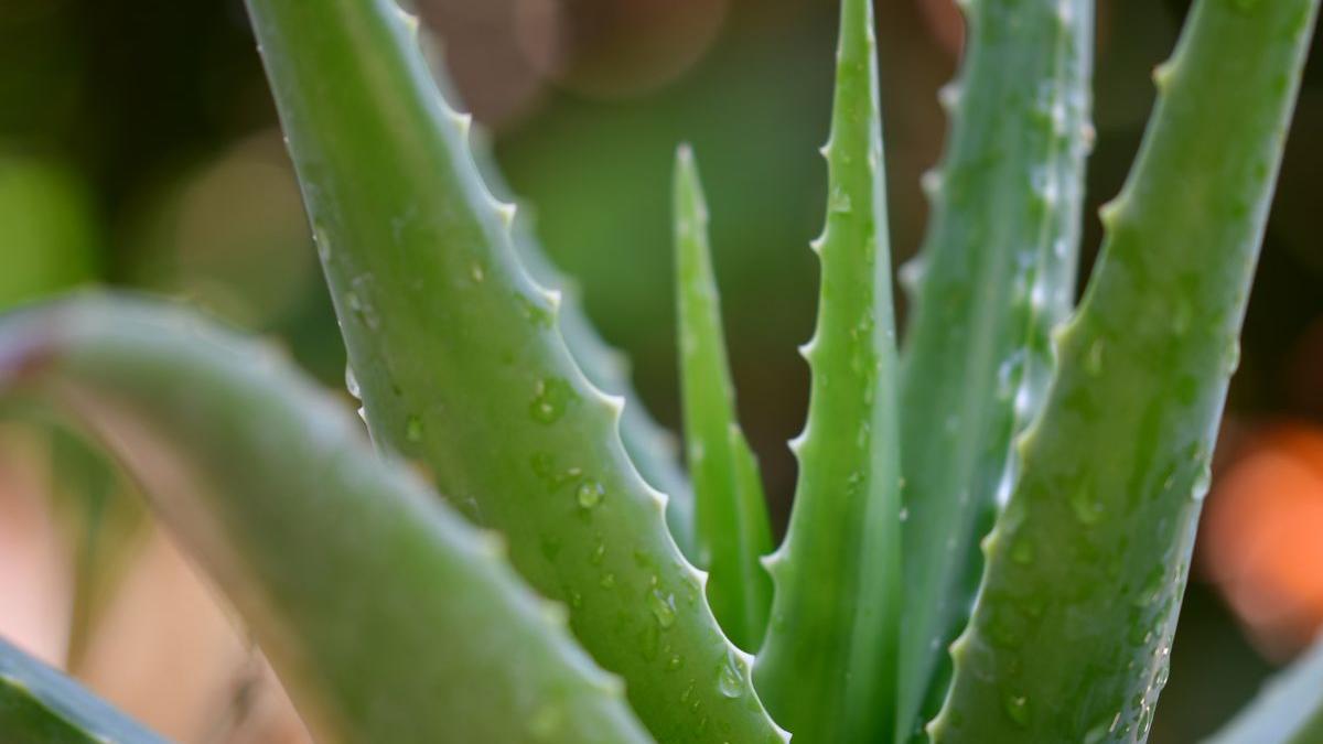 ingrijire planta aloe vera