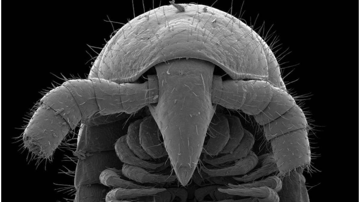 record mondial milipede australia