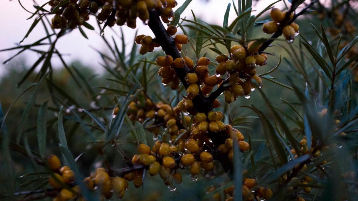 scoarta copac constipatie consuma inainte culcare