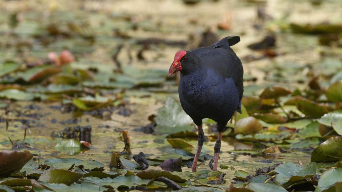 songs of disappearance album pasari disparitie birdlife australia abba michael bubble paul sullivan