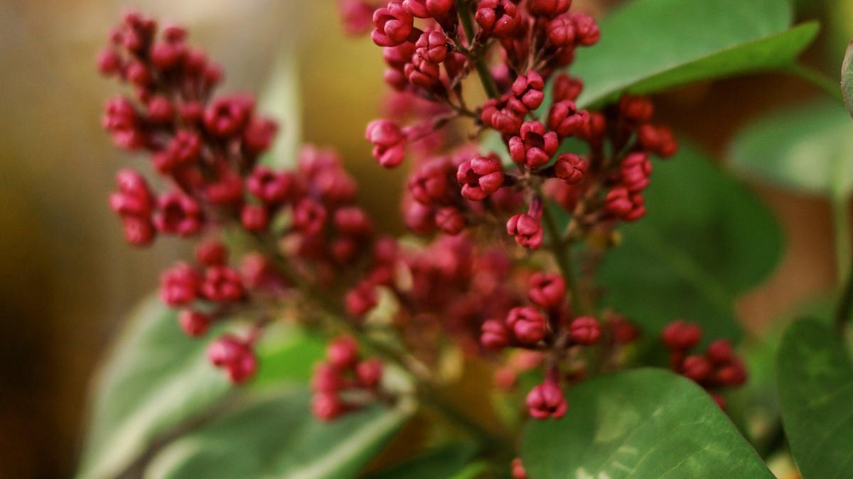 floare imunitate vedere noapte infuzie inainte culcare