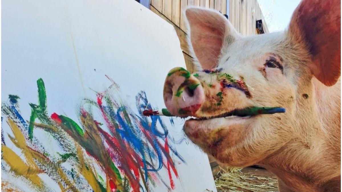 pigasso pictor porc tablouri