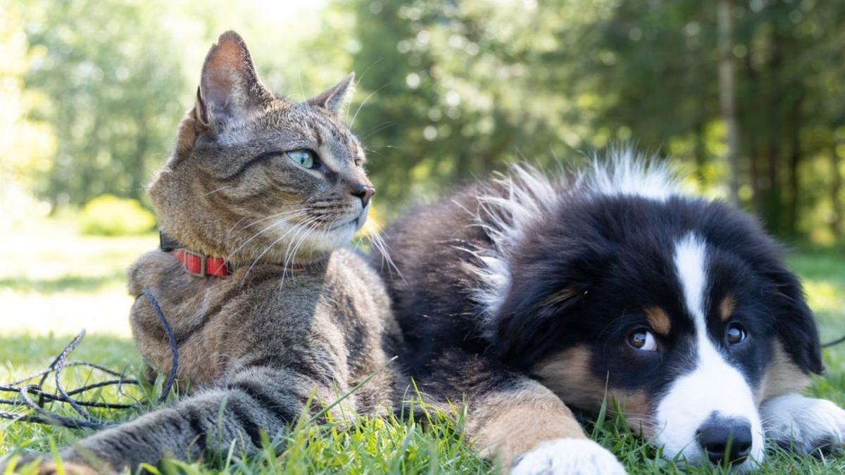 suplimente vitamine animal companie