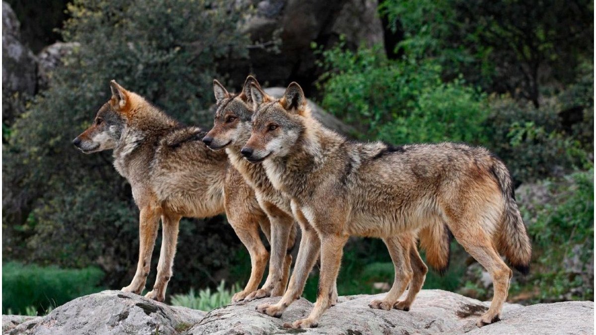Underline help Sightseeing O grădină zoologică, închisă după ce o haită de 9 lupi a evadat, în Franța.  Patru animale au fost ucise